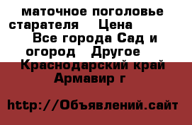маточное поголовье старателя  › Цена ­ 3 700 - Все города Сад и огород » Другое   . Краснодарский край,Армавир г.